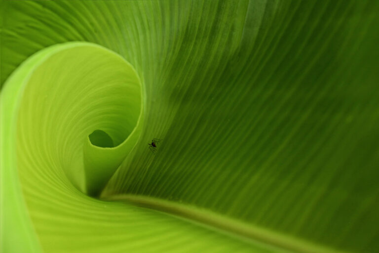 Bandu Gunaratne - Ant on the tender leaf